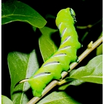 Privet Hawk Sphinx ligustri 15 eggs